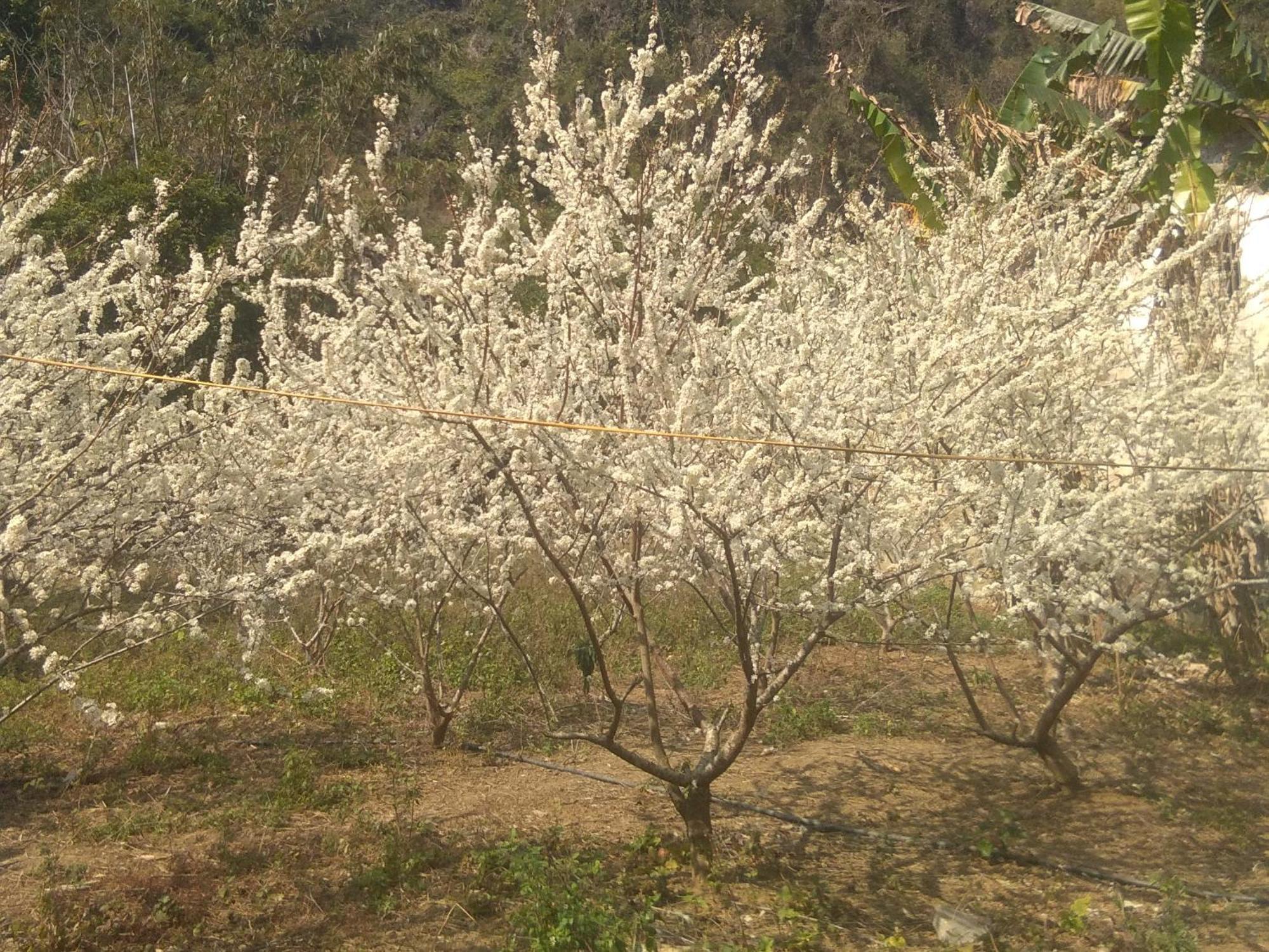 Trieu Chuong Homestay Као Банг Екстериор снимка